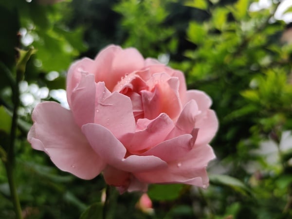 Can We Have A Thread Of Pictures Too ?