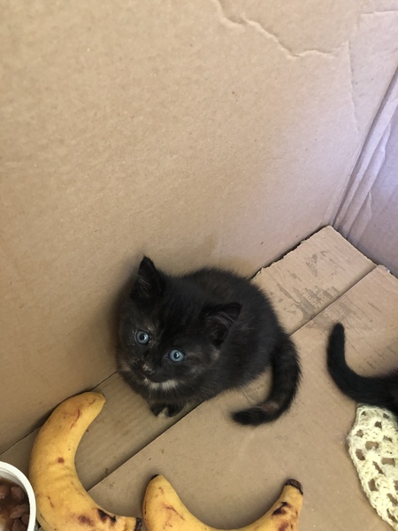 6 week old kittens.