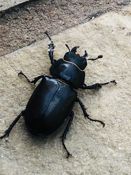 Can anyone tell me what the fuck this disgusting creature is?!