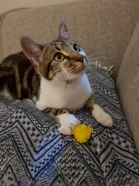 Is Ziggy a silly name for a girl kitten