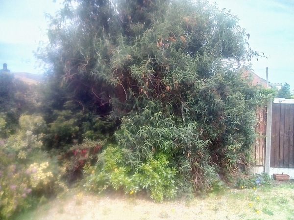 Gardener has wrecked the garden!