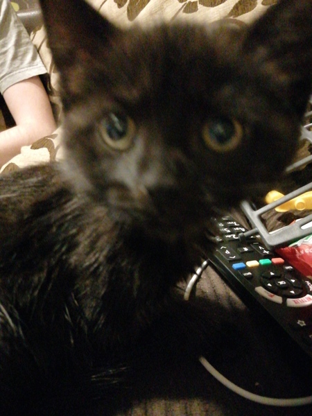 To ask you lot to help me name this kitten