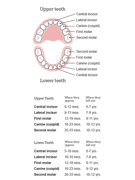 Adult teeth