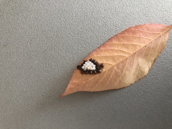 What are these insects? Friend or foe?