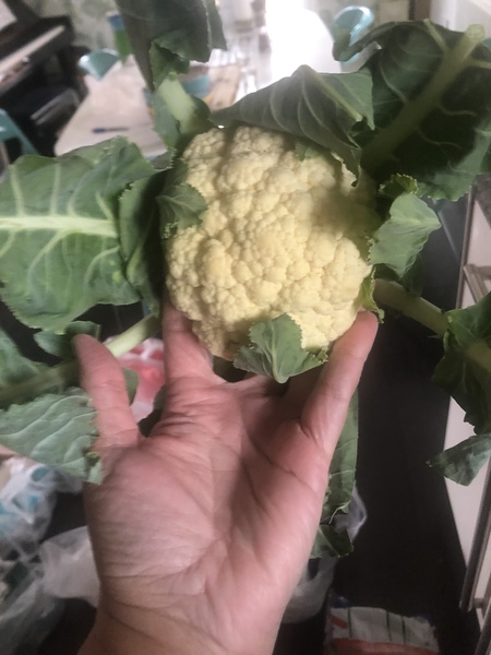 Low Carb Bootcamp Léger! Notre quatre semaine est ici!