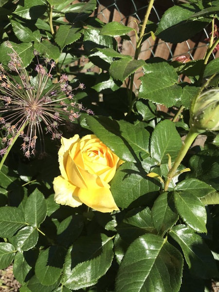 Flowers for J K Rowling