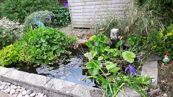 Show me your garden ponds large and small please!