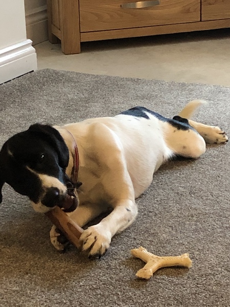 Training treats and other tips?