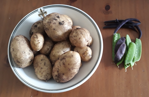 Allotment/Veg Patch Thread 15 - will winter ever end?
