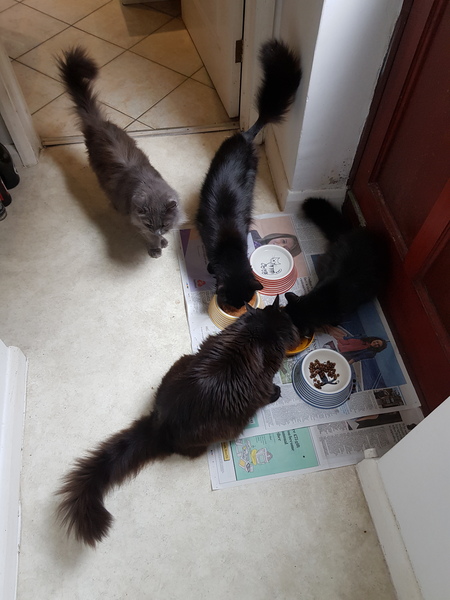 What's your DCat up to today? (Thread 7!)