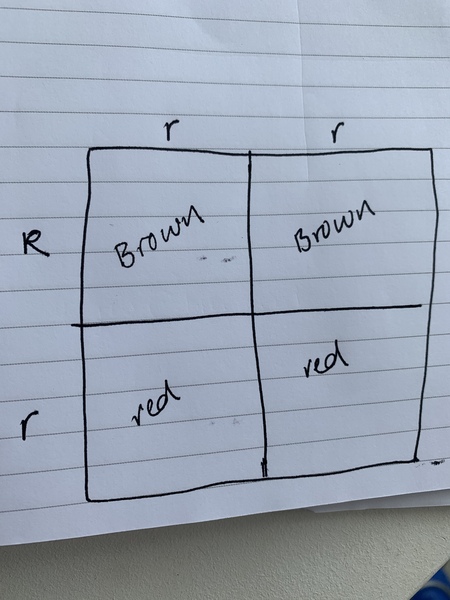 Hair colour dominant