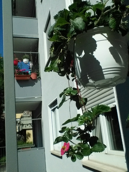 Strawberries in hanging baskets