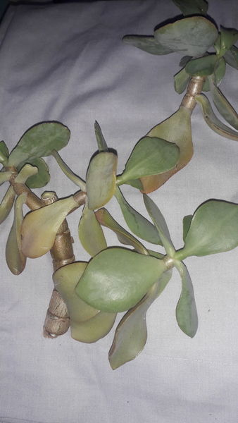 What is this and can it be saved?