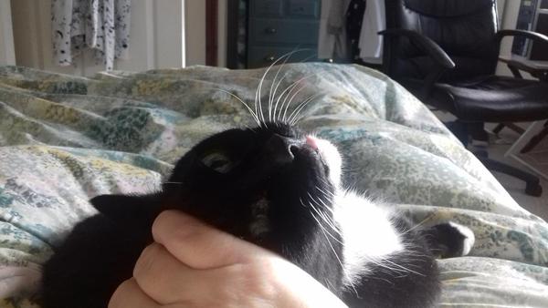 Old cat problems