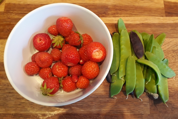 Allotment/Veg Patch Thread 15 - will winter ever end?