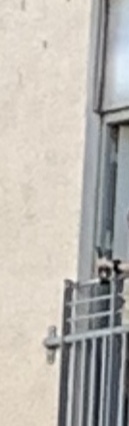 Can you identify this blurry object?