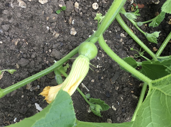 Allotment/Veg Patch Thread 15 - will winter ever end?