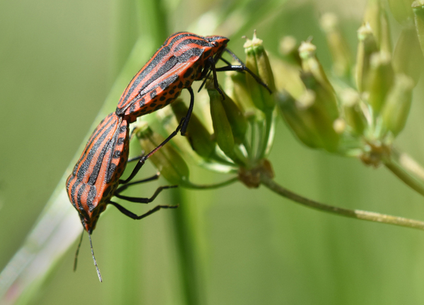 What are these insects? Friend or foe?