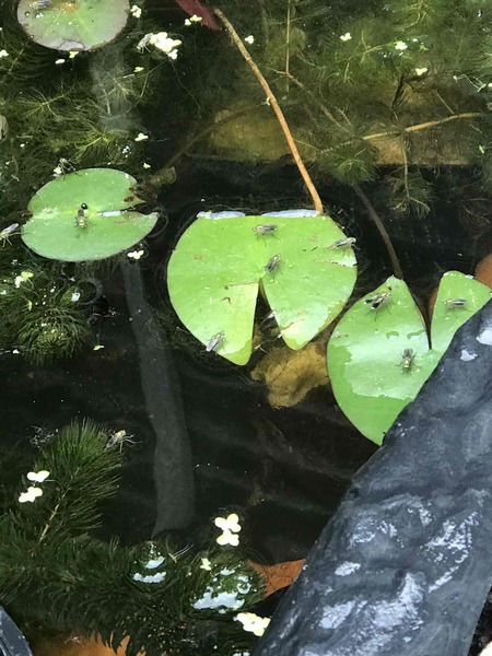 Pond people - what are these flies?