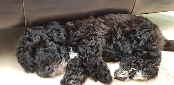 Toy Poodle 'looks'/cuts