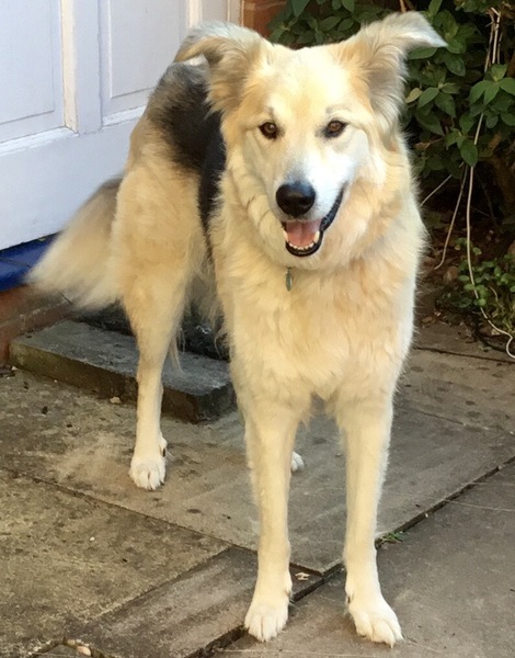 Can we talk about rescuing dogs from other countries please?