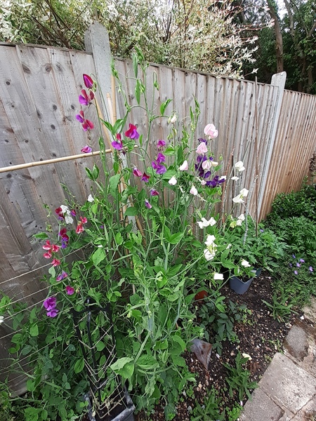 How tall are your sweet peas?