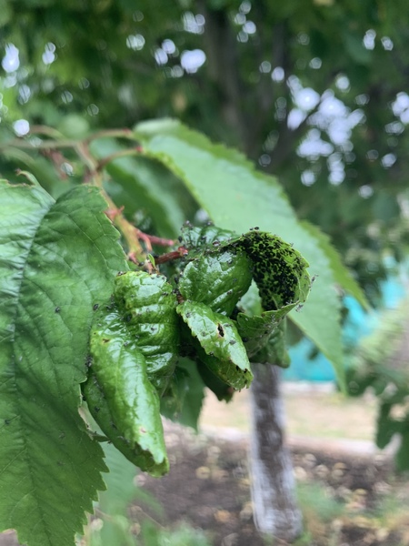 Allotment newbies - help with small black bugs please