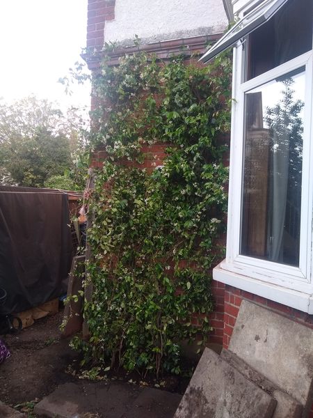 Plants for privacy- help.