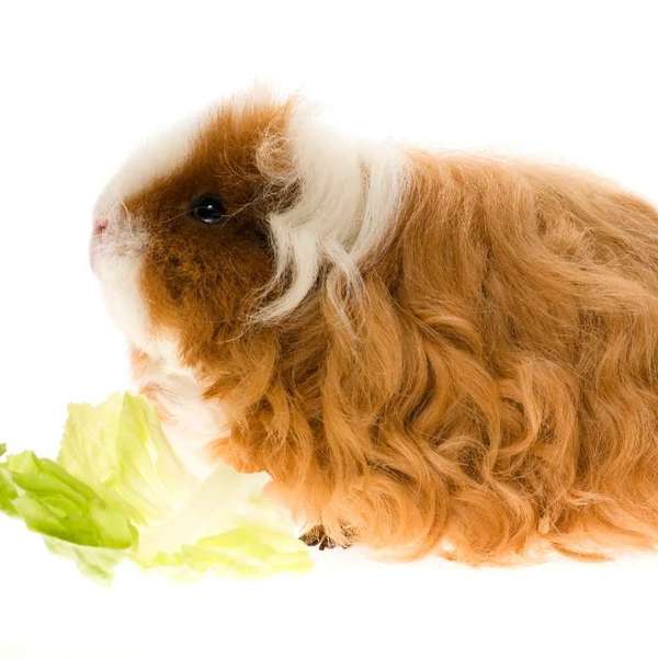 Long haired guinea pig help please