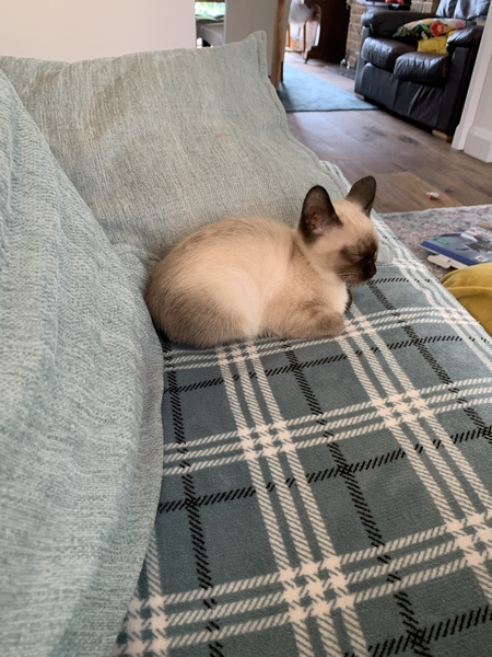 Cat Proofing Garden for kitten