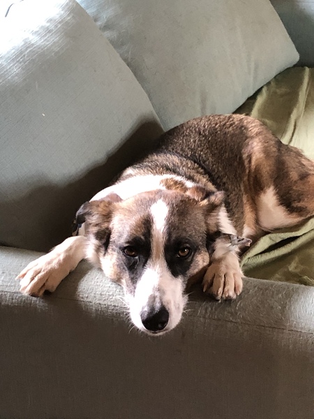 Can we talk about rescuing dogs from other countries please?