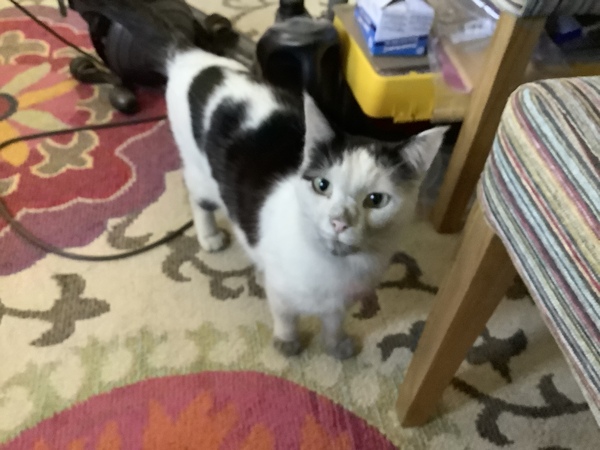 What's your DCat up to today? (Thread 7!)