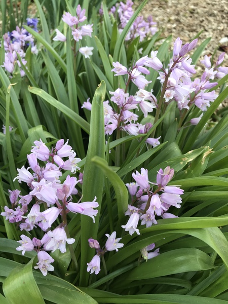 Flowers for J K Rowling