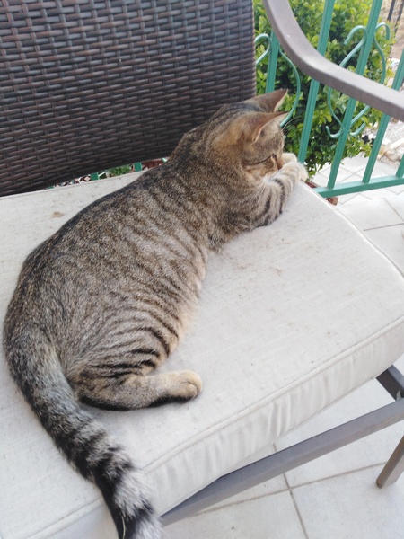 Fat bottomed cats, you make the rocking world go 'round