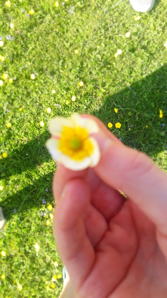 Flowers for J K Rowling