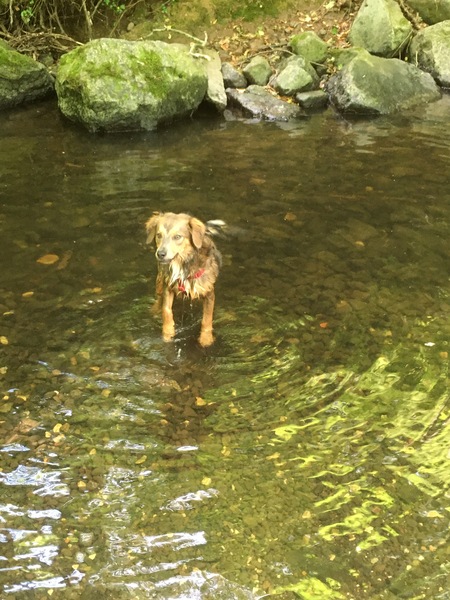 Pup Training Help!