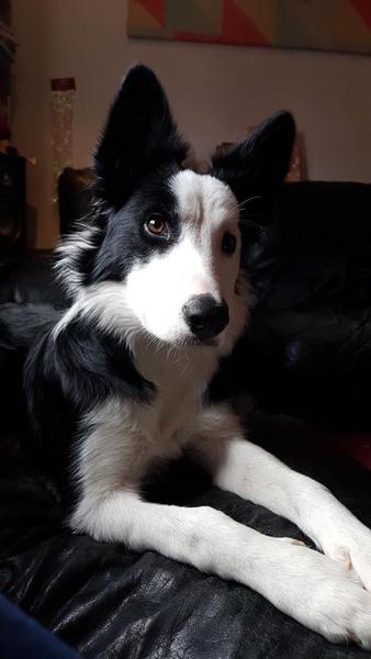 Collie owners, talk to me about your dog?