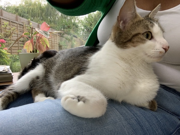 Picking up our rescue cat today!!
