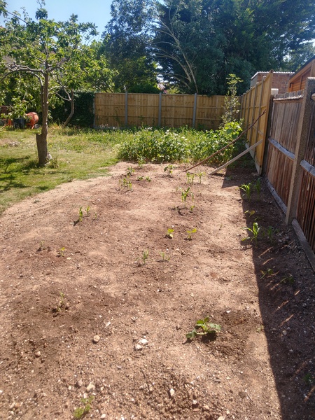 Allotment/Veg Patch Thread 15 - will winter ever end?