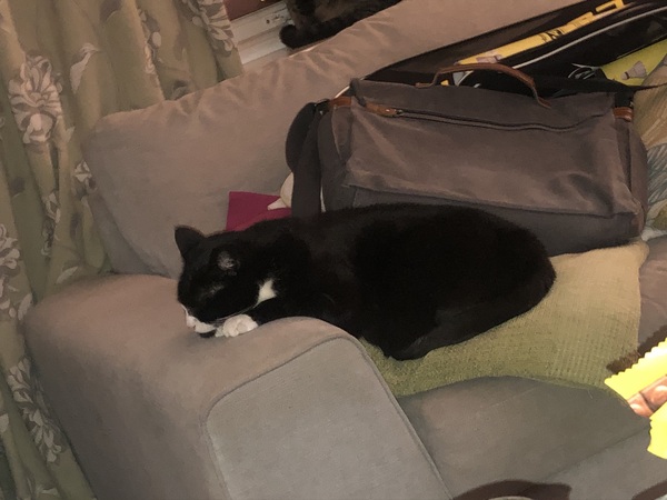 When you met your cat/cats what was it that said "Yes you're the one"