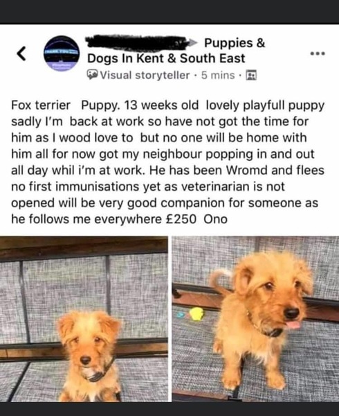 The idiots now getting rid of their “lockdown” puppies are utterly abhorrent