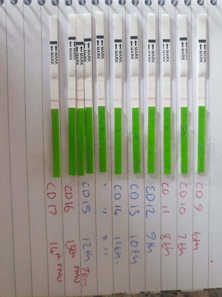 24th June - 4th July Testing Buddies
