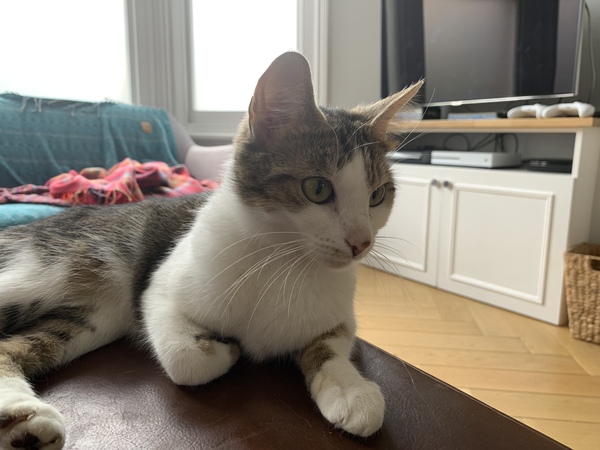 Picking up our rescue cat today!!