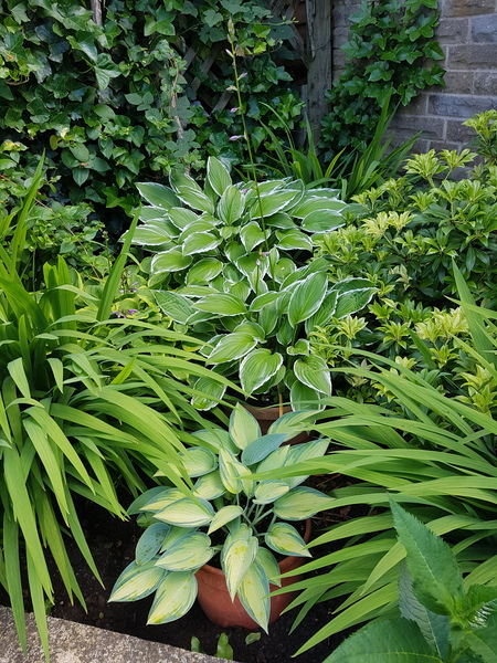 Very shade-tolerant plants (for pots)