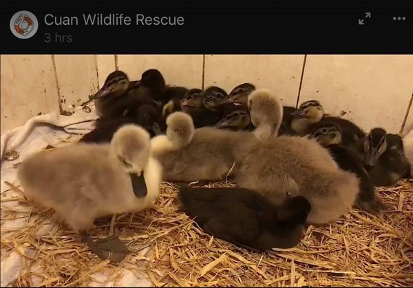 Swagger Inn thread 165 - wenches get --locked-- down with the HBFs (ylt)