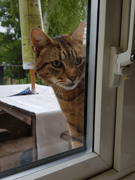 Thug Cat part 2. What, has this thing appeared again tonight?