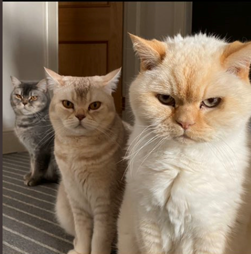 What's your DCat up to today? (Thread 7!)