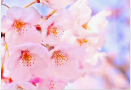 Flowers for J K Rowling