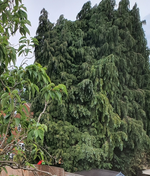 Tree in my garden
