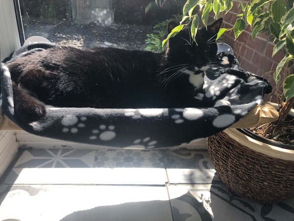 To state that this is THE best cat bed EVER ! (pic)